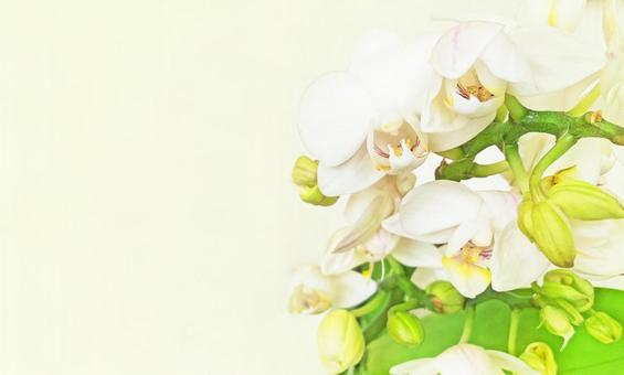 White mini phalaenopsis frame, JPG White mini phalaenopsis frame, JPG