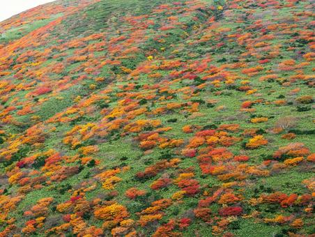 紅葉の秋田駒ケ岳 秋田駒ケ岳,紅葉,秋の写真素材