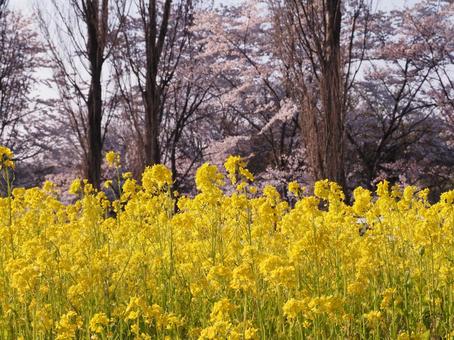 桜と菜の花の写真