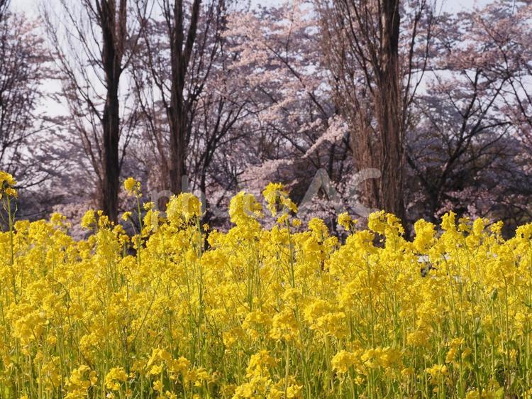 桜と菜の花 春,桜,菜の花の写真素材