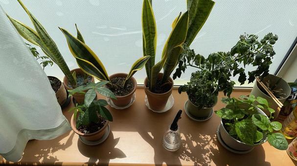 観葉植物 観葉植物 グリーン,観葉植物,インテリアの写真素材