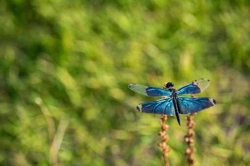 Butterfly dragonfly, JPG Butterfly dragonfly, JPG