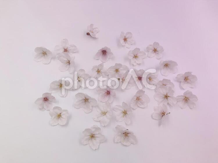 桜　ソメイヨシノ 桜,ソメイヨシノ,染井吉野の写真素材