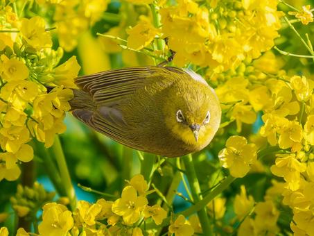 Rape blossoms and Japanese white-eye, JPG Rape blossoms and Japanese white-eye, JPG
