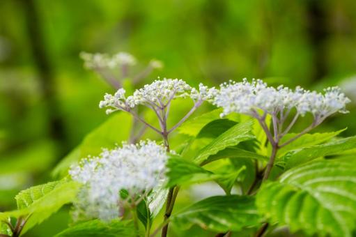 Photo, late spring, flower, core dusk, 