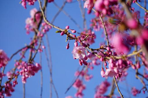 Cherry blossoms beginning to bloom, JPG Cherry blossoms beginning to bloom, JPG