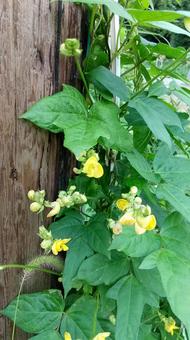 ヤブツルアズキあるいはノアズキの花 ヤブツルアズキあるいはノアズキの花の写真