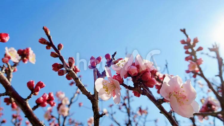 太陽の光と梅の花 春,青空,青い空の写真素材