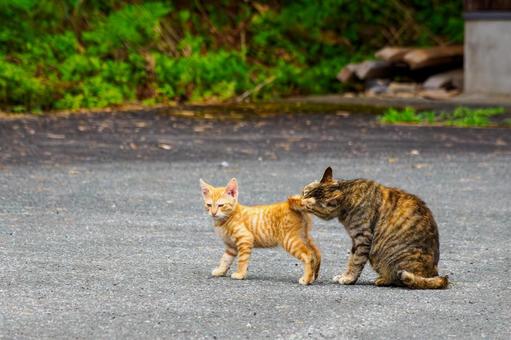 猫(154) 猫(154)の写真