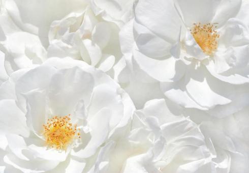 Pure white rose flower, JPG Pure white rose flower, JPG