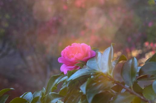 冬の花:サザンカ16 冬の花:サザンカ16の写真