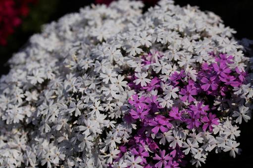 森町の綺麗に整った白と紫の芝桜 森町の綺麗に整った白と紫の芝桜の写真