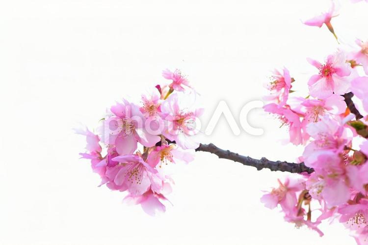 きれいで可愛い　ピンク色の河津桜 河津桜,桜,花の写真素材