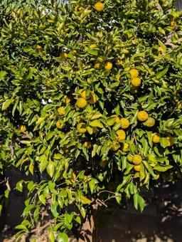 ゆずの木 ゆず,柑橘,冬の写真素材