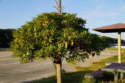 公園の木 公園,樹木,空の写真素材