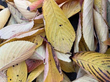 秋　枯葉　落ち葉 秋,11月,はっぱの写真素材