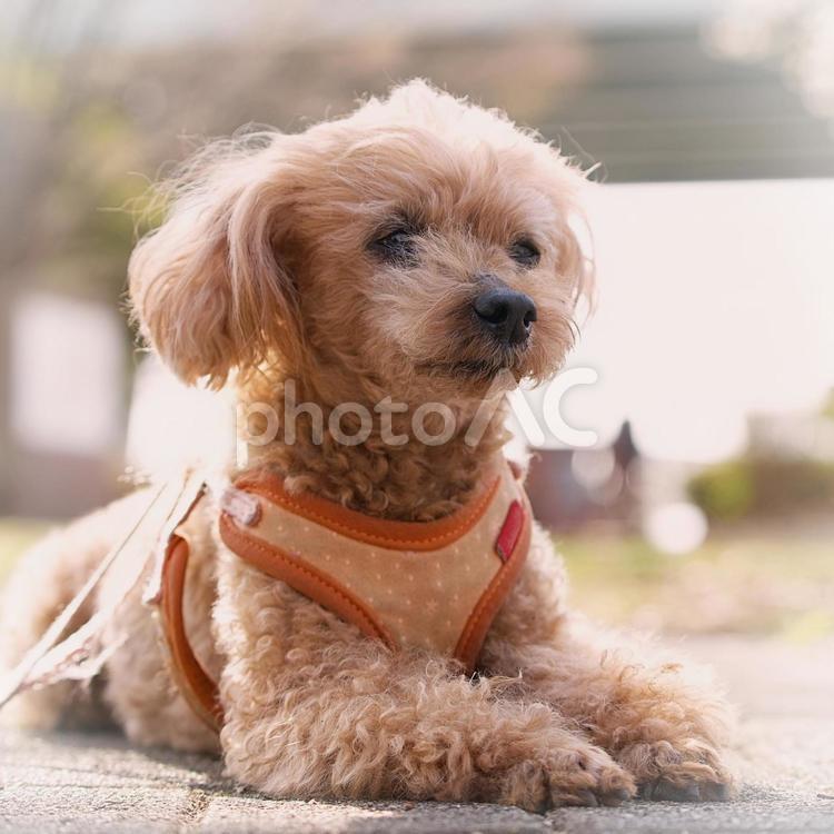 ワンコの顔（トイプードル） 犬,トイプードル,トイプーの写真素材