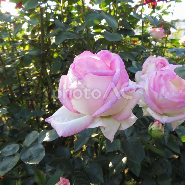 ピンクの縁取りが美しい花壇の薔薇の花 バラ,花,植物の写真素材