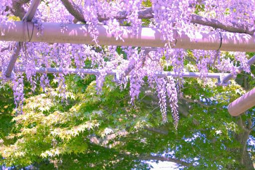 [愛知県]江南市曼陀羅寺公園の藤棚 藤,藤棚,花の写真素材