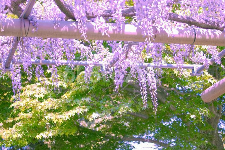 [愛知県]江南市曼陀羅寺公園の藤棚 藤,藤棚,花の写真素材