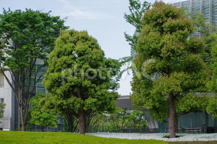 美しい新緑の風景 新緑,南青山,若葉の写真素材