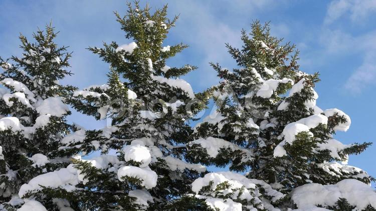 トドマツの雪景色 木,景色,冬の写真素材