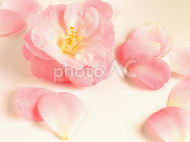 ピンクの椿の花びら、白背景 つばき,ツバキ,椿の写真素材