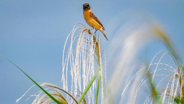 ススキとノビタキ ススキとノビタキの写真