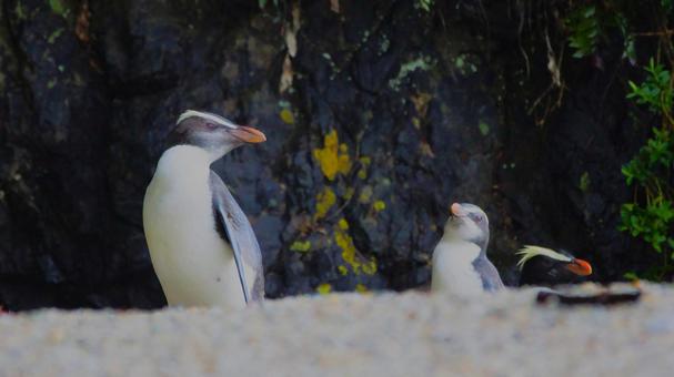 砂場で振り向くフィヨルドランドペンギン ペンギン,フィヨルドランドペンギン,野生動物の写真素材