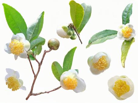 茶の花 緑茶,花,白の写真素材
