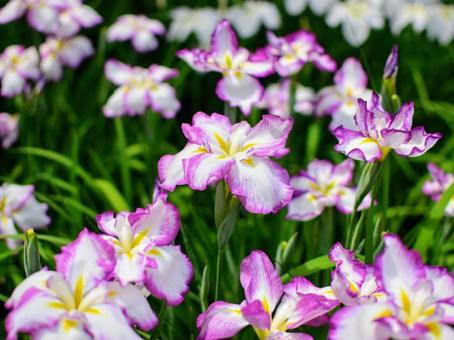 花菖蒲(長生殿) 花菖蒲(長生殿)の写真