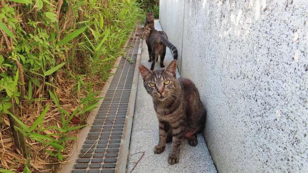 避暑地の日陰に集結したもふもふな猫様たち 避暑地の日陰に集結したもふもふな猫様たち 猫,キジトラ,快適の写真素材