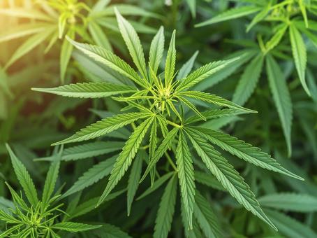 大麻草 AI生成画像 大麻草 AI生成画像の写真
