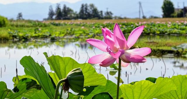 ピンクの蓮の花:美しい水辺の風景 ピンクの蓮の花:美しい水辺の風景 ハス,蓮の花,ピンクの写真素材