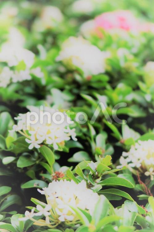 優しい光につつまれた小花と緑 小花,白,花の写真素材