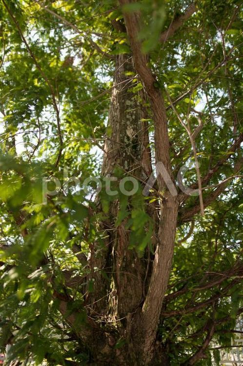 メタセコイア 木,植物,緑の写真素材