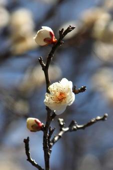 ウメ・梅 ウメ・梅 風景マクロ,ウメ・梅,冬の写真素材