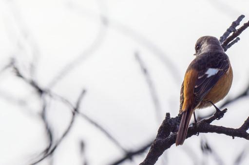 枝にとまるジョウビタキ・コピースペース ジョウビタキ,ジョビオ,ジョウビタキのオスの写真素材