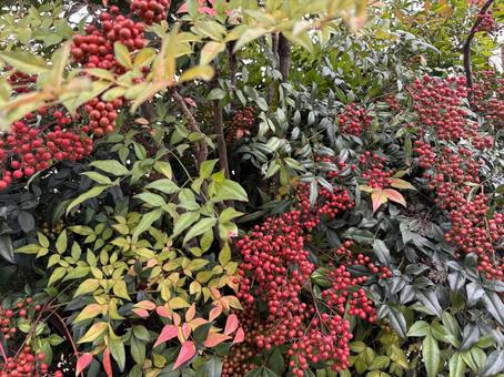 秋ですね。の写真