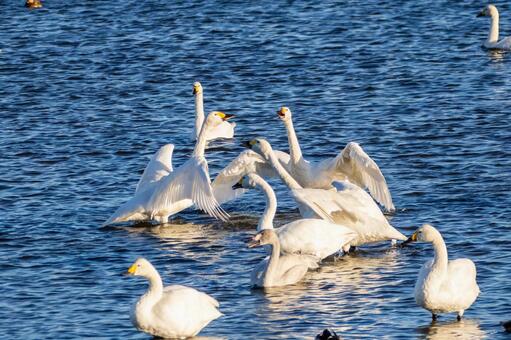 オオハクチョウ(123) 鳥,オオハクチョウ,ハクチョウの写真素材