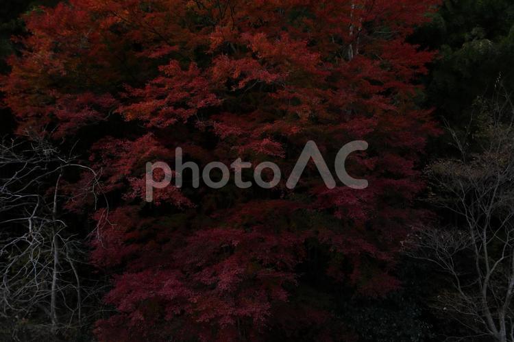 御岩神社　駐車場から見える紅葉 御岩神社,日立市,モミジの写真素材