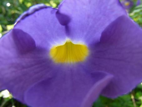 花壇のツンベルギアの花・拡大 花壇のツンベルギアの花・拡大 ツンベルギア,花,植物の写真素材
