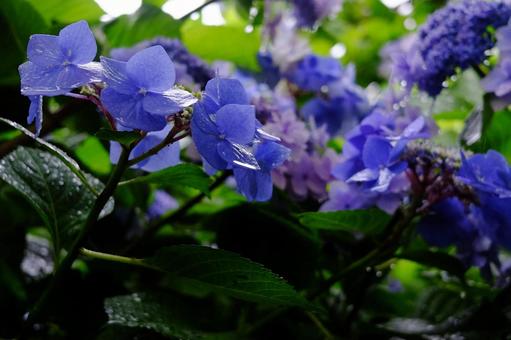 雨に濡れた紫陽花(アジサイ)の花 雨に濡れた紫陽花(アジサイ)の花の写真