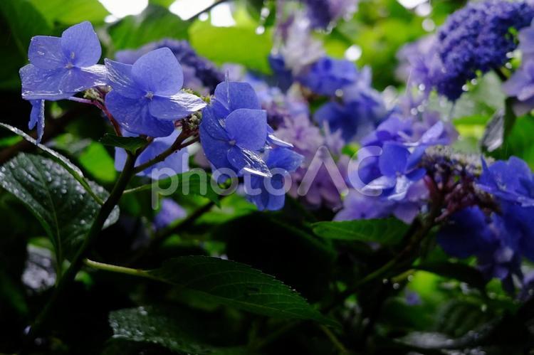 雨に濡れた紫陽花（アジサイ）の花 アジサイ,水滴,紫陽花の写真素材