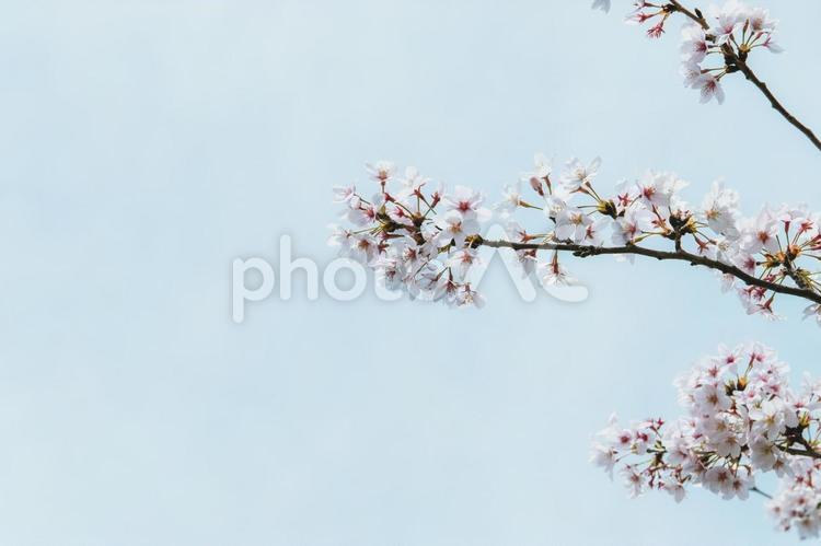 白　桜　満開　素材 桜,花,満開の写真素材