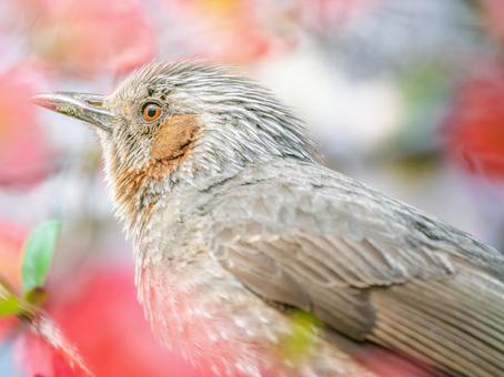 ボケの花とヒヨドリ ボケの花とヒヨドリの写真