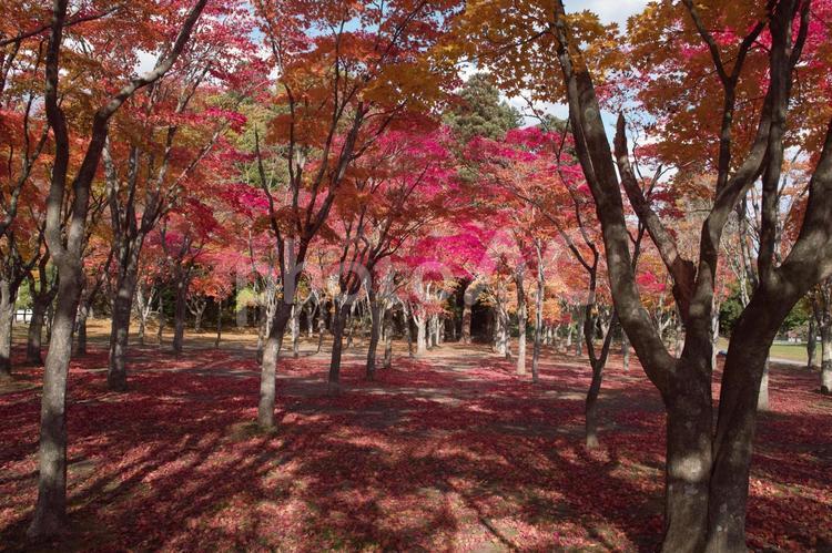 函館　赤川水源地 秋,紅葉,函館の写真素材