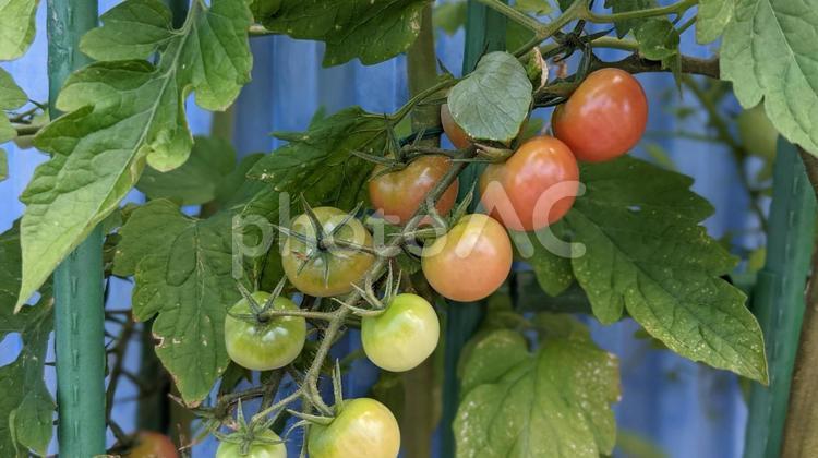 夏バテ対策で食べたい夏野菜　 トマト,旬,夏のイメージの写真素材