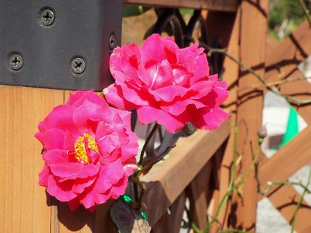 花壇の花 花壇の花 花壇,美しい,鮮やかの写真素材