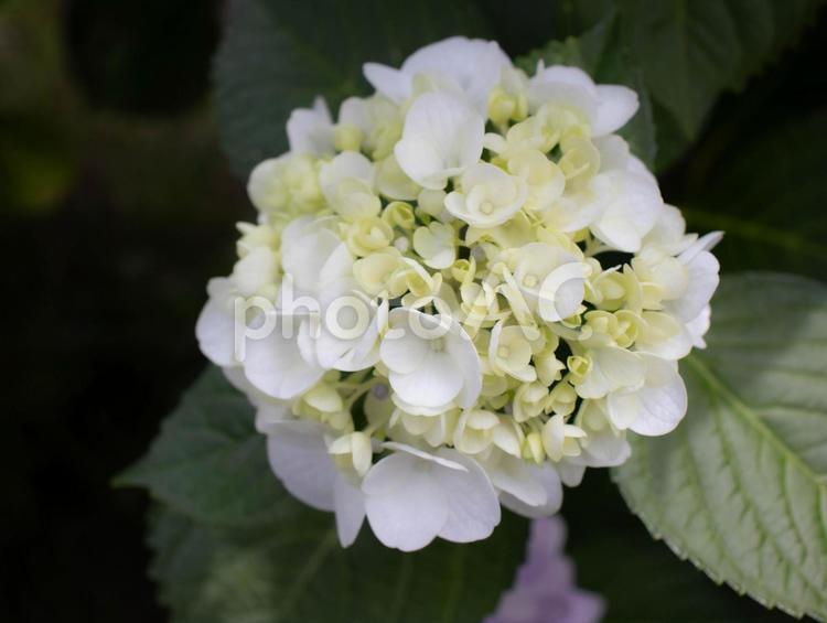 あじさい　つぼみ　咲き始め 紫陽花,アジサイ,あじさいの写真素材